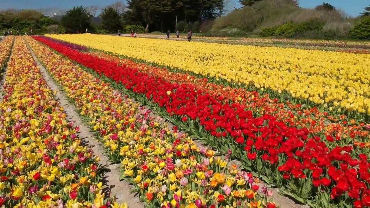 La fête des Fleurs à Plomeur en Bretagne